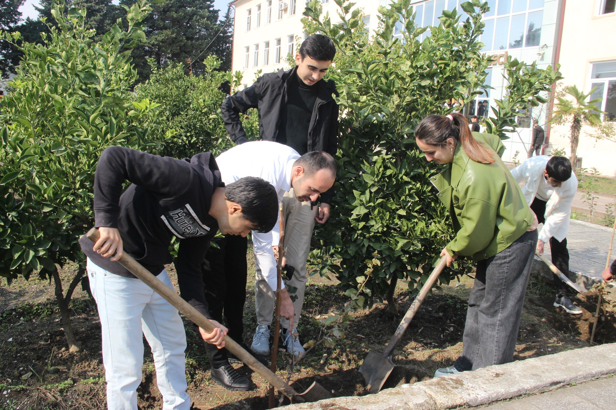 Astara Pedaqoji Kollecinin ərazisində ağacəkmə aksiyası